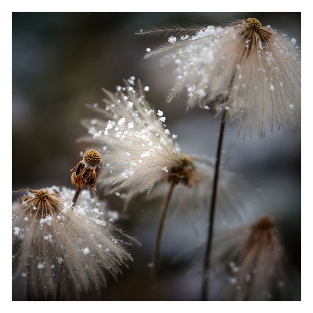 Tapeter Dandelions With Snowflakes