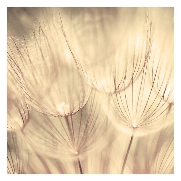 Fototapeter Gul Dandelions Close-Up In Cozy Sepia Tones
