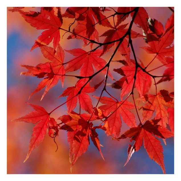 Tapeter Red Maple