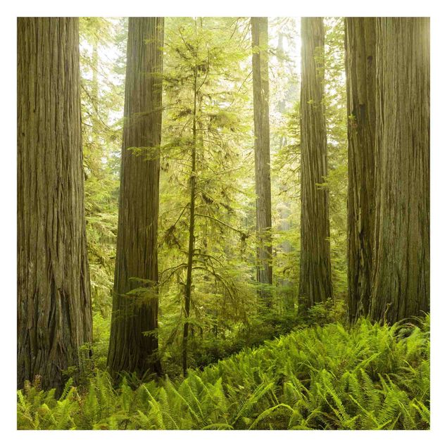 Tavlor Rainer Mirau Redwood State Park Forest View