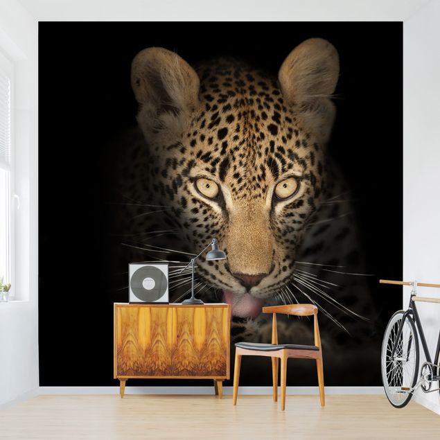 Fototapeter svart och vitt Resting Leopard