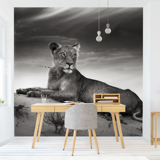 Fototapeter svart och vitt Resting Lion