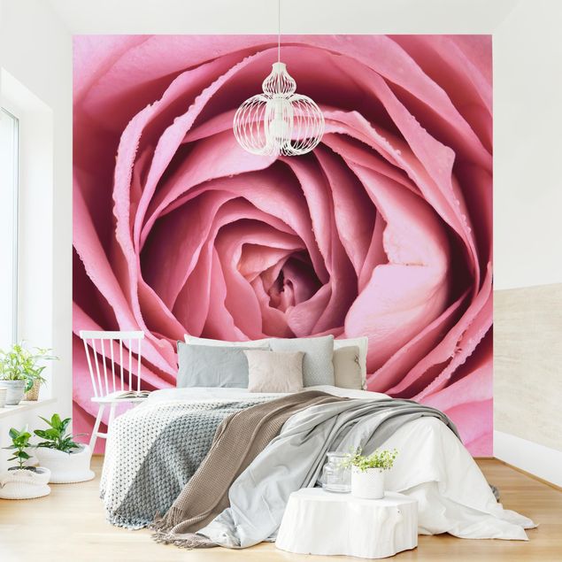 Fototapeter blommor  Pink Rose Blossom