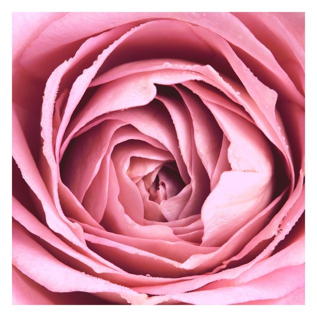 Fototapeter rosa Pink Rose Blossom