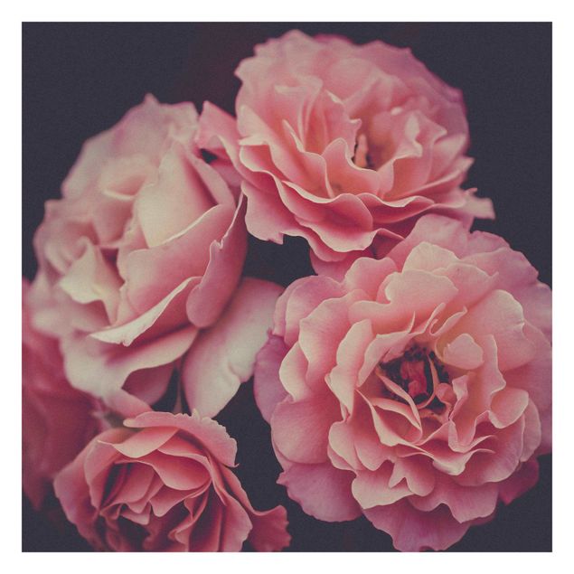 Fototapeter rosa Paradisical Roses