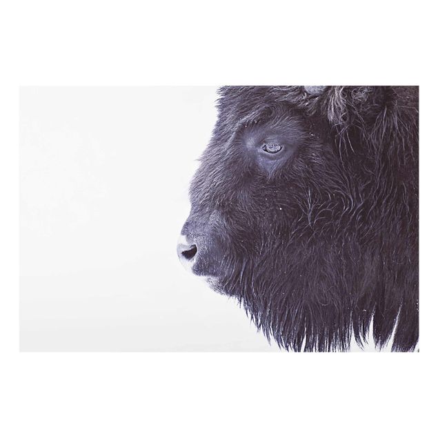 Tavlor svart och vitt Portrait Of A Black Buffalo