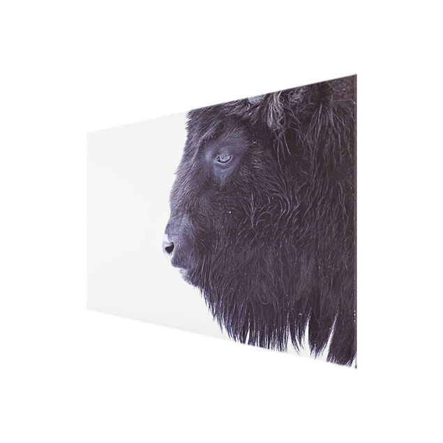 Tavlor Monika Strigel Portrait Of A Black Buffalo