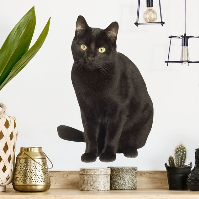 Autocolantes de parede gatos Black cat