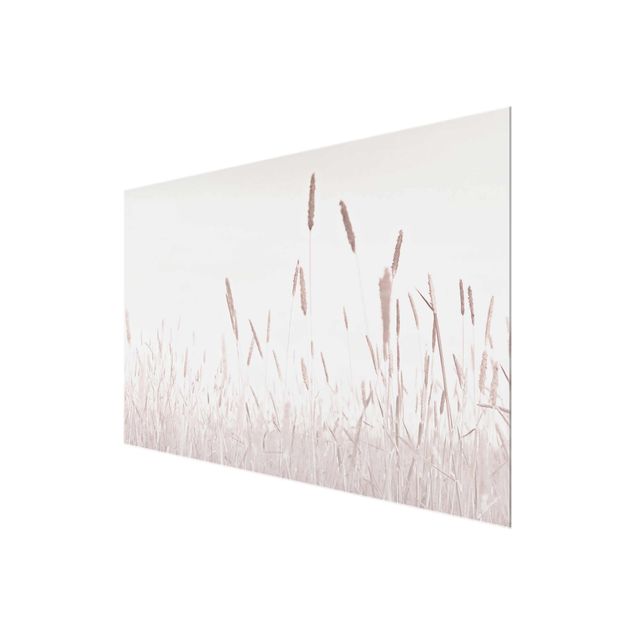Tavlor Summerly Reed Grass