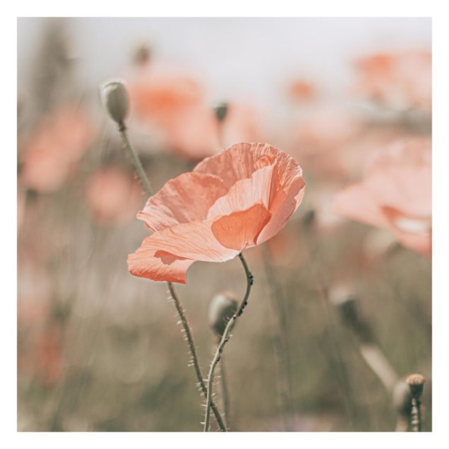 Fototapeter röd Sun-Kissed Poppy Fields