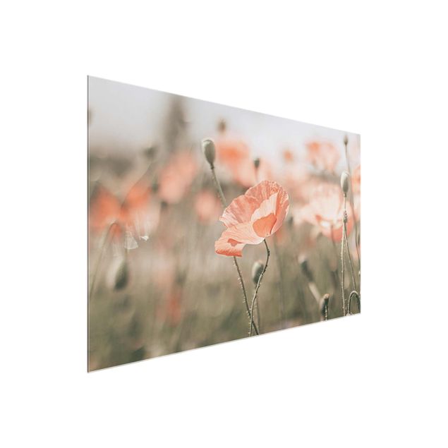 Glastavlor blommor  Sun-Kissed Poppy Fields