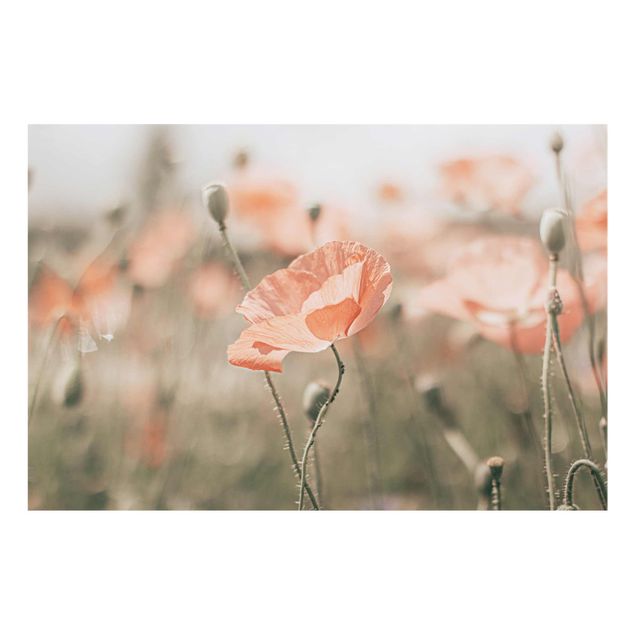 Tavlor blommor Sun-Kissed Poppy Fields
