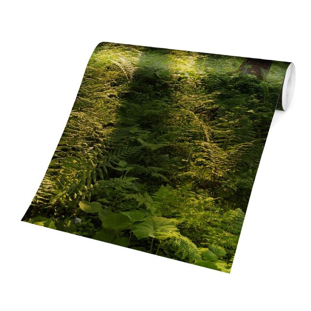 Fototapeter grön Sun Rays In Green Forest