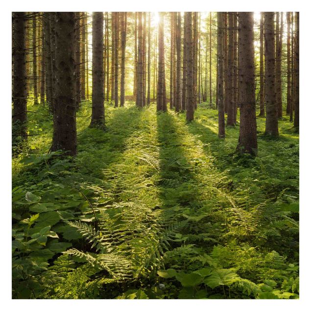Tavlor Rainer Mirau Sun Rays In Green Forest