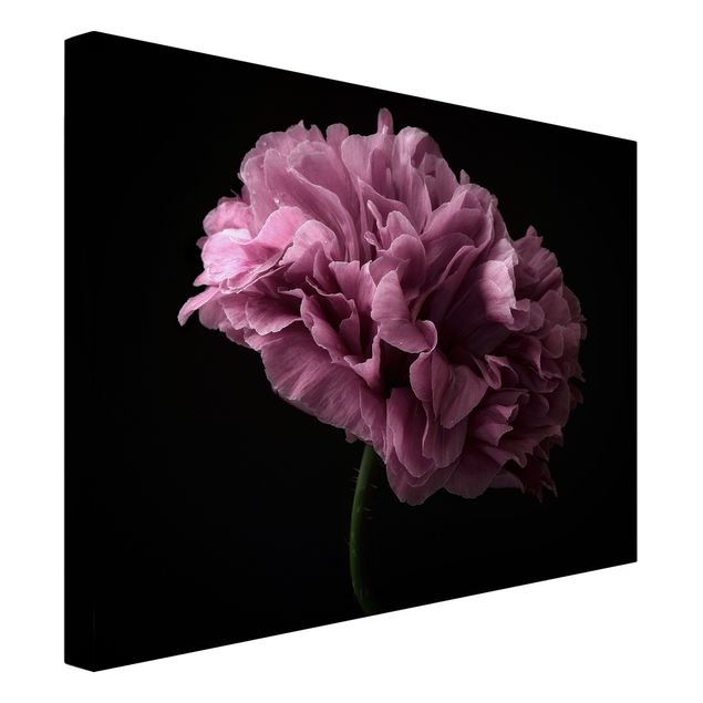 Tavlor blommor Proud Peony In Front Of Black