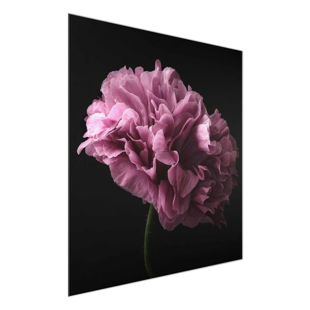 Tavlor blommor Proud Peony In Front Of Black
