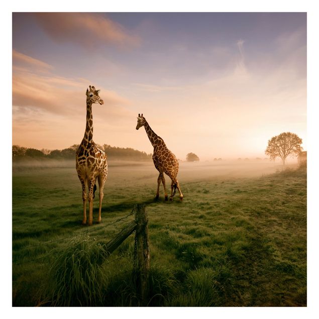 Fototapeter landskap Surreal Giraffes