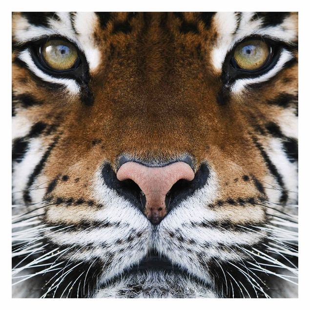 Tapeter Tiger Eyes