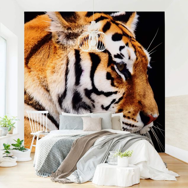 Fototapeter tigrar Tiger Beauty