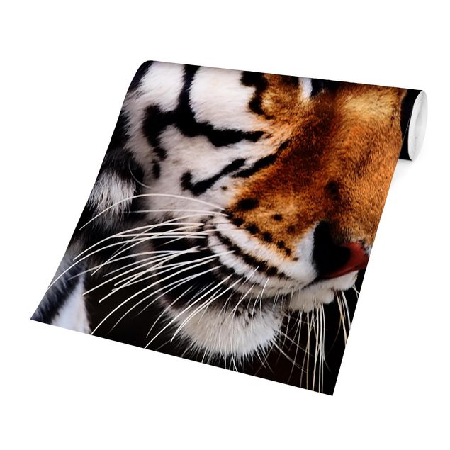 Fototapeter djur Tiger Beauty