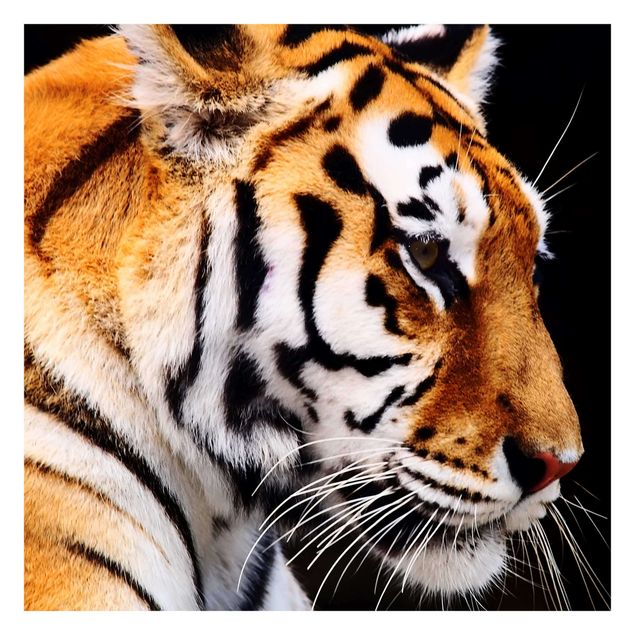 Fototapeter Gul Tiger Beauty
