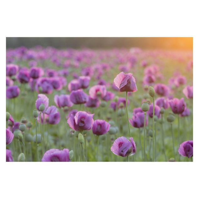 Tapeter Purple Poppy Flower Meadow In Spring