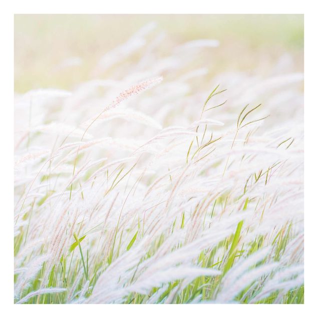 Tavlor Soft Grasses