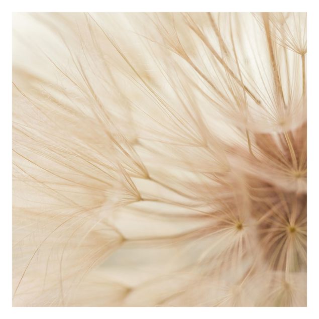 Fototapeter beige Soft Dandelions