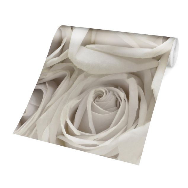 Fototapeter vit White Roses