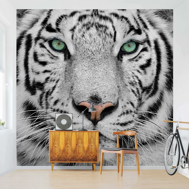 Fototapeter tigrar White Tiger