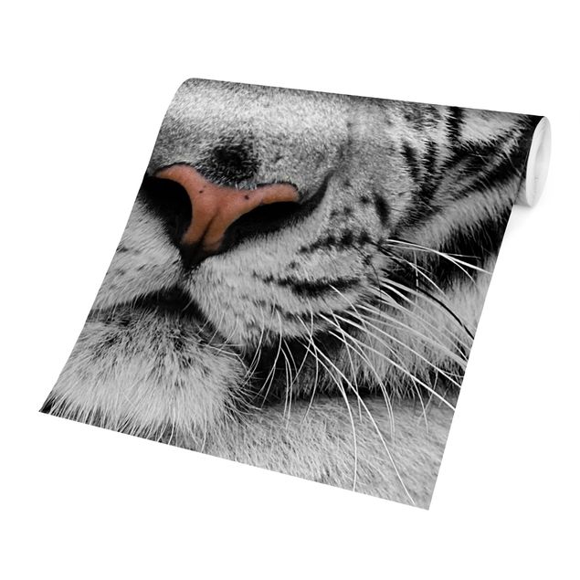 Fototapeter svart och vitt White Tiger
