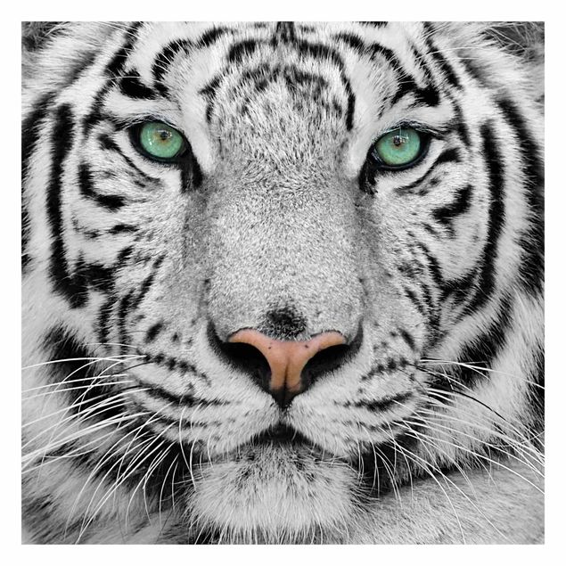 Fototapeter djur White Tiger