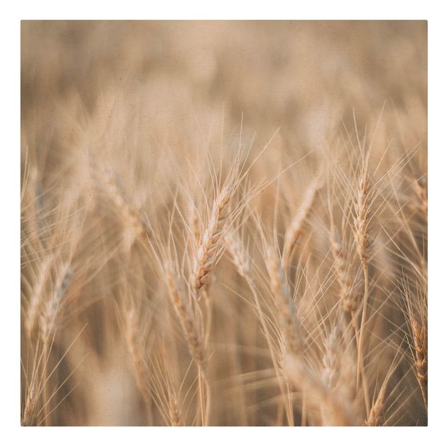 Tavlor Wheat Field