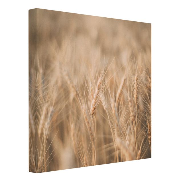 Canvastavlor Wheat Field
