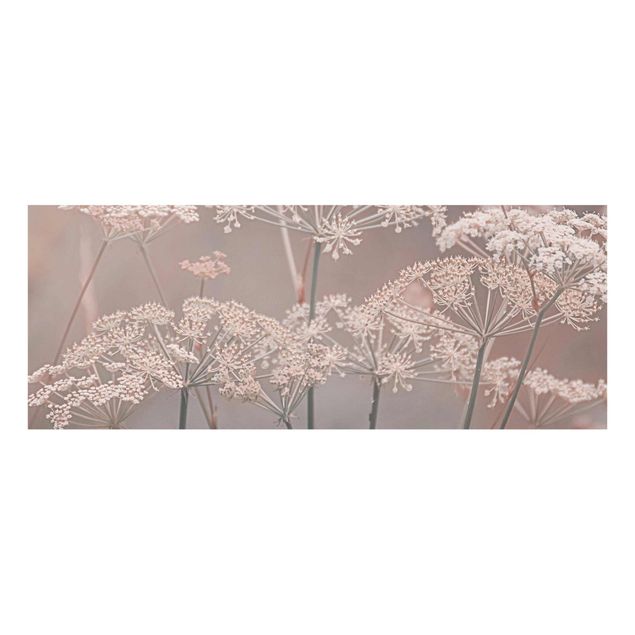 Tavlor rosa Wild Apiaceae