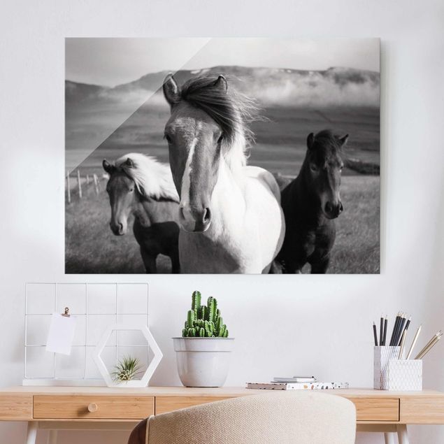 Kök dekoration Wild Horses Black And White
