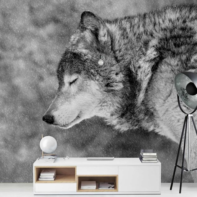 Fototapeter svart och vitt Winter Wolf
