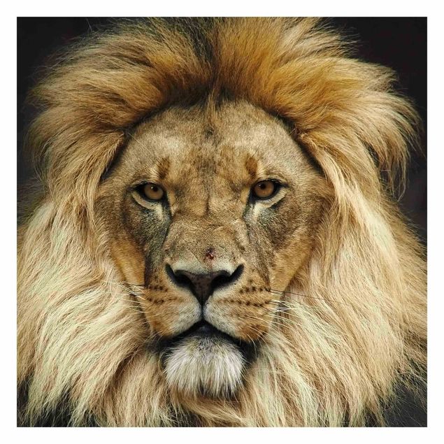 Tapeter Wisdom Of Lion