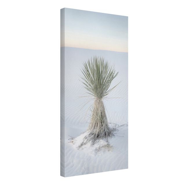 Canvastavlor landskap Yucca palm in white sand