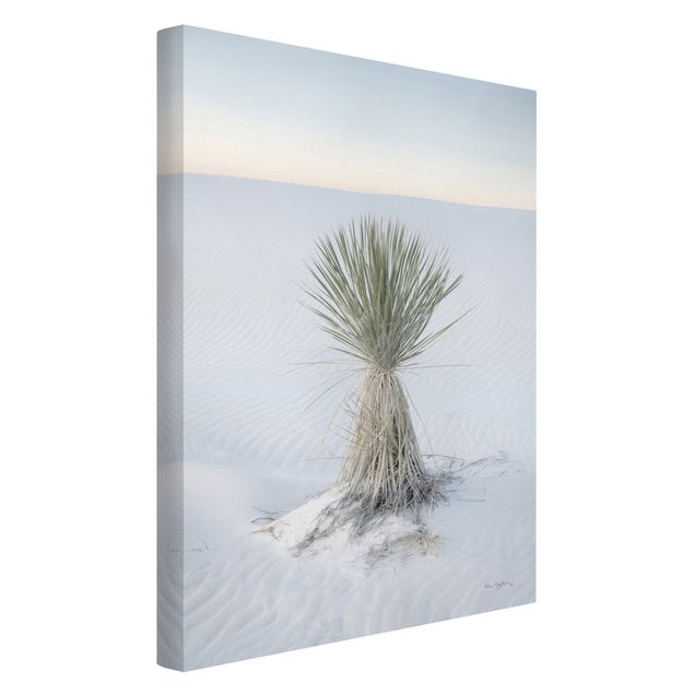 Canvastavlor landskap Yucca palm in white sand