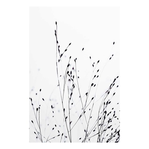 Tavlor svart och vitt Soft Grasses In Nearby Shadow