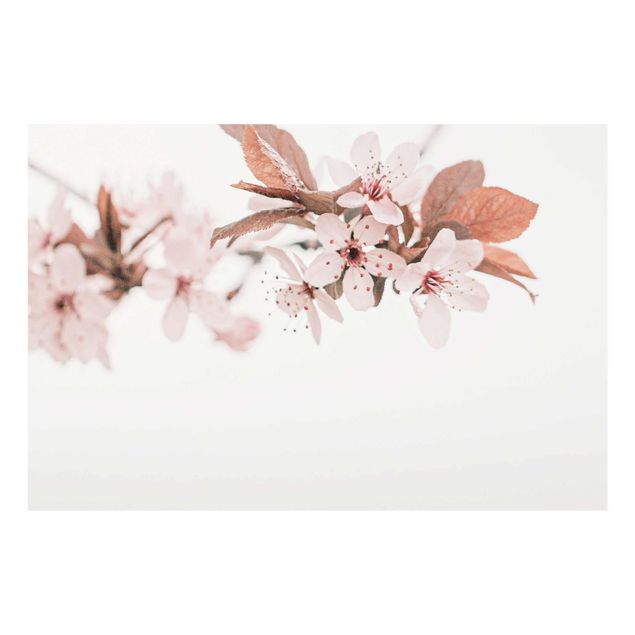Tavlor rosa Delicate Cherry Blossoms On A Twig