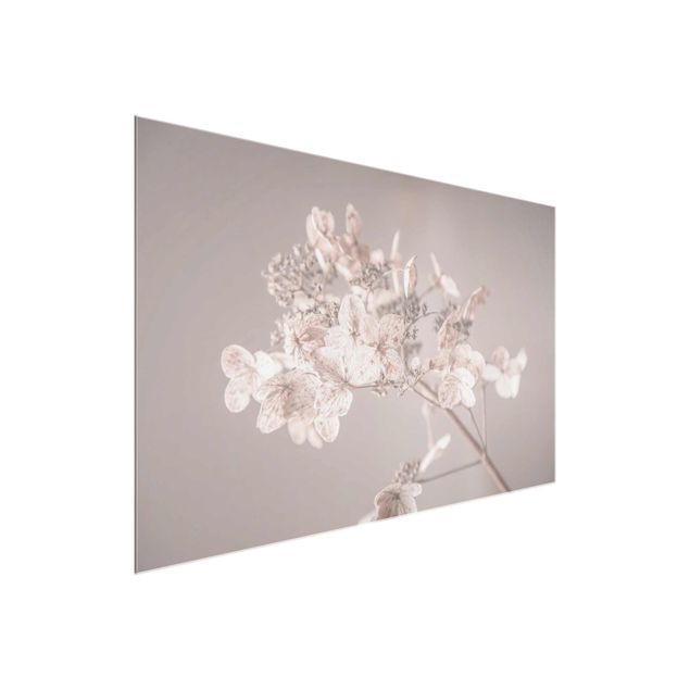 Tavlor blommor  Delicate White Hydrangea