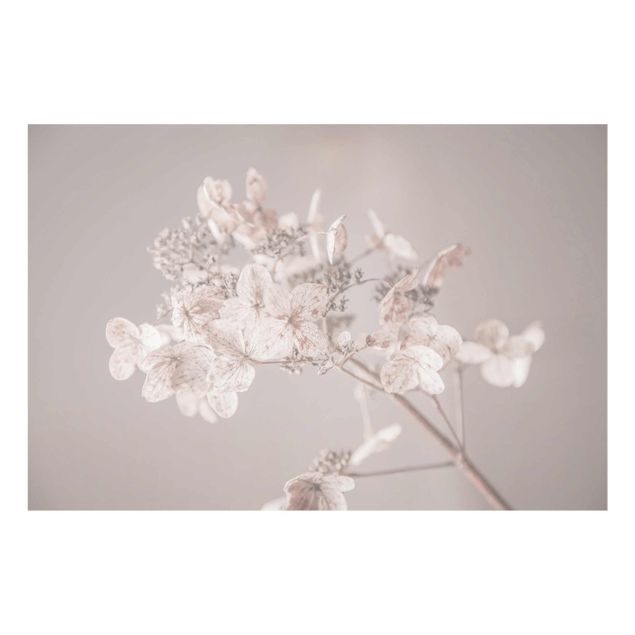 Tavlor Monika Strigel Delicate White Hydrangea