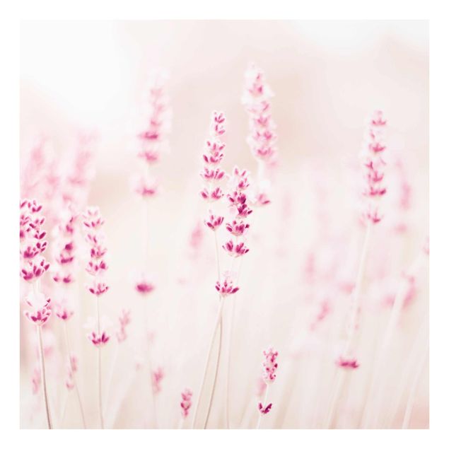 Tavlor rosa Pale Pink Lavender