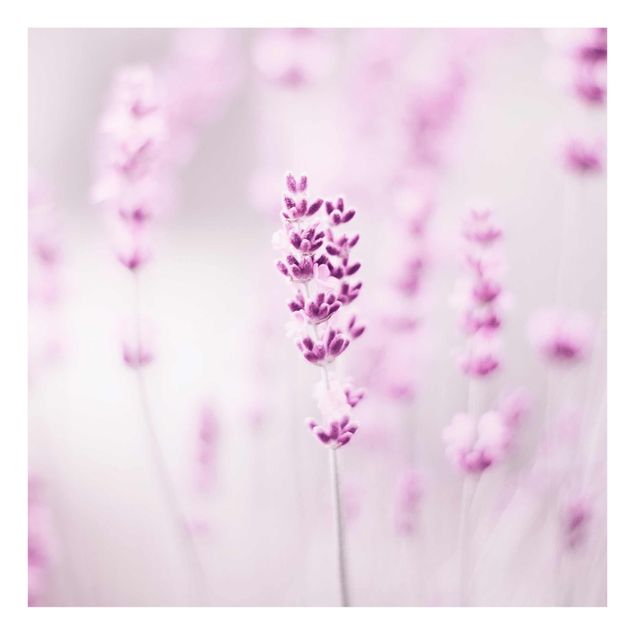 Tavlor lila Pale Purple Lavender