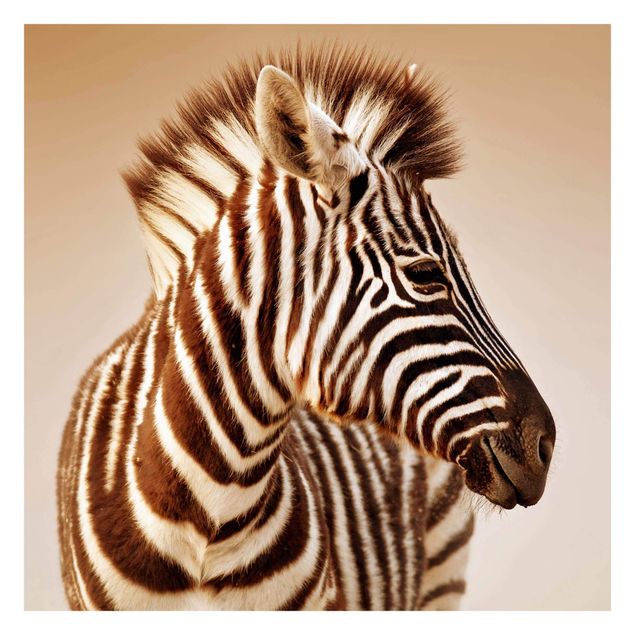 Tapeter Zebra Baby Portrait