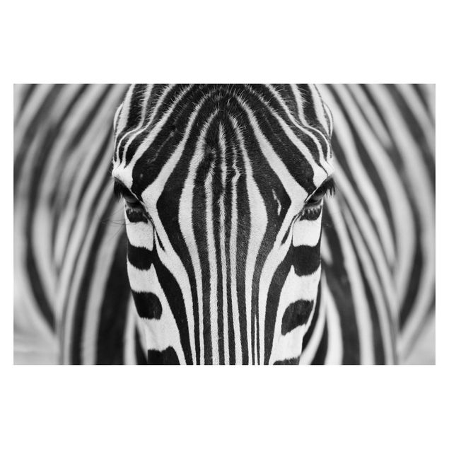 Fototapeter svart och vitt Zebra Look