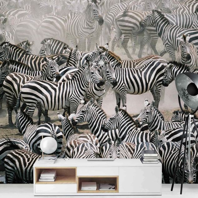 Fototapeter svart och vitt Zebra Herd