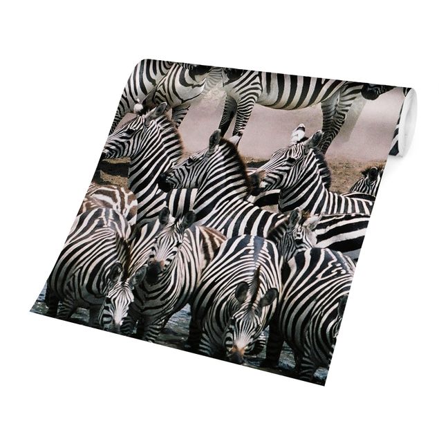 Fototapeter djur Zebra Herd